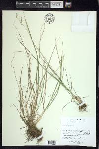 Torreyochloa fernaldii image