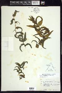 Potamogeton richardsonii image