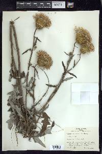 Cirsium altissimum image