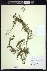 Potamogeton spirillus image