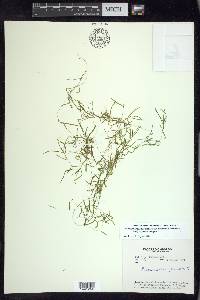 Potamogeton pusillus subsp. tenuissimus image