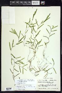 Potamogeton pusillus subsp. tenuissimus image