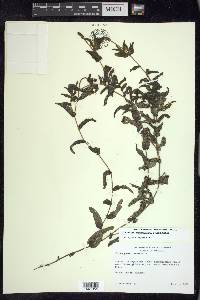 Potamogeton richardsonii image