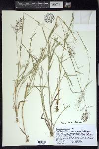 Dichanthelium acuminatum subsp. columbianum image