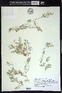 Eragrostis hypnoides image