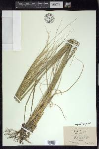 Hesperostipa spartea image