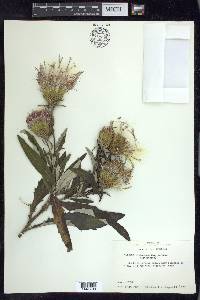 Cirsium altissimum image