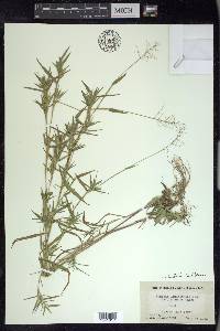 Dichanthelium acuminatum subsp. lindheimeri image