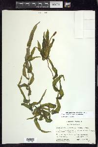 Potamogeton richardsonii image