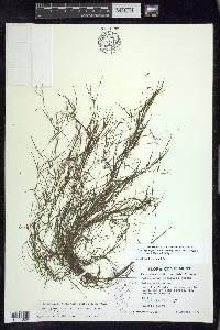 Potamogeton pusillus subsp. tenuissimus image