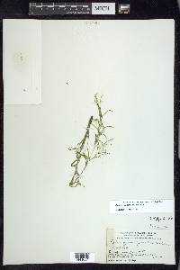 Potamogeton spirillus image