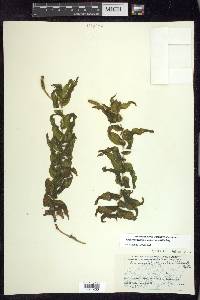 Potamogeton richardsonii image