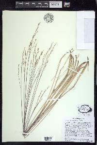 Festuca idahoensis image