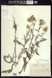 Cirsium flodmanii image