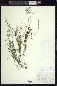 Potamogeton tennesseensis image