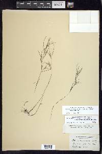 Potamogeton pusillus subsp. gemmiparus image