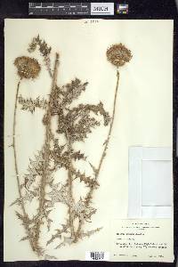 Cirsium texanum image