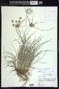 Cyperus croceus image