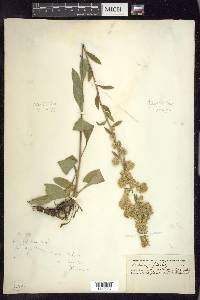 Solidago bicolor image