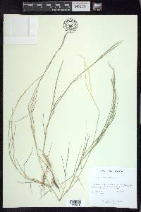 Muhlenbergia microsperma image