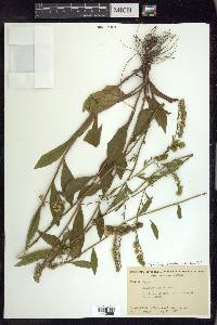 Solidago arguta var. boottii image