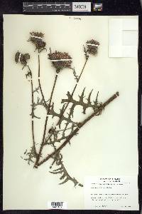 Cirsium muticum image