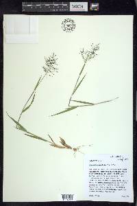 Panicum acuminatum image