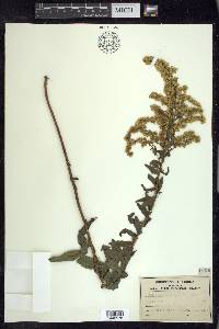 Solidago chapmanii image