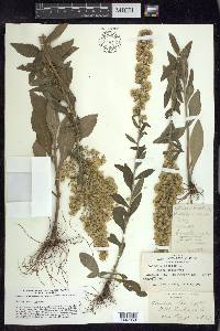 Solidago bicolor image