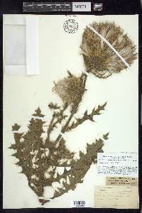 Cirsium pumilum image