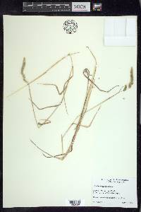 Muhlenbergia glomerata image