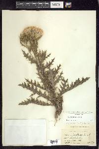 Cirsium horridulum image