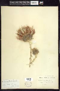 Cirsium occidentale image