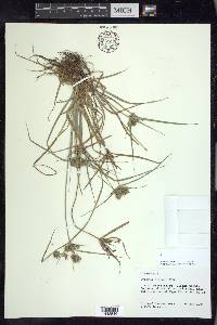 Cyperus croceus image