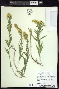 Solidago altiplanities image