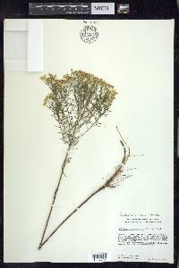 Euthamia caroliniana image