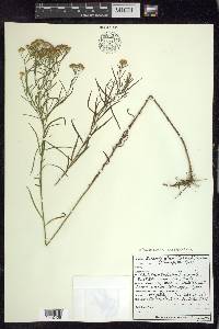 Euthamia caroliniana image