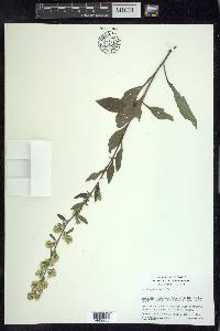 Solidago bicolor image