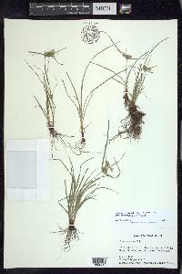 Cyperus croceus image