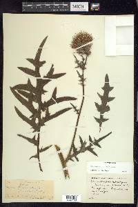 Cirsium muticum image