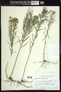 Euthamia caroliniana image