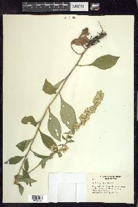 Solidago bicolor image