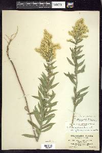 Solidago altissima subsp. gilvocanescens image