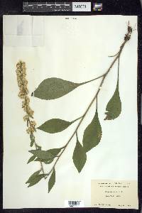 Solidago bicolor image