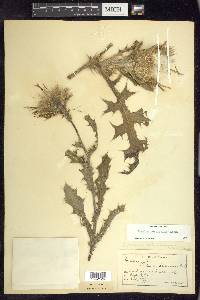 Cirsium horridulum image