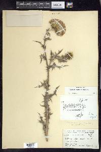 Cirsium texanum image