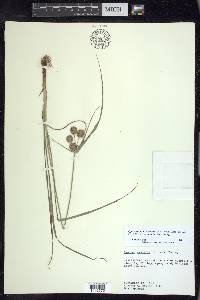 Cyperus echinatus image