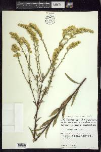 Solidago arguta var. boottii image