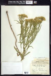 Euthamia gymnospermoides image