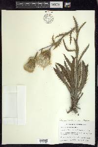 Cirsium horridulum image